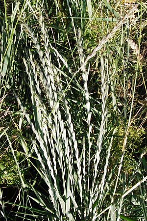 Elymus repens \ Kriechende Quecke / Couch Grass, D Groß-Gerau 6.6.2014