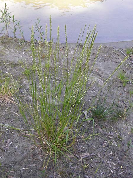 Lolium perenne \ Deutsches Weidelgras, Englisches Ray-Gras / Perennial Rye-Grass, D Obernzell an der Donau 11.6.2014