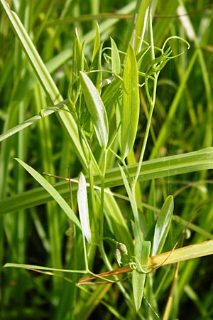 Lathyrus palustris \ Sumpf-Platterbse / Marsh Pea, D Gimbsheim 23.6.2014