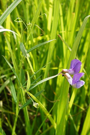 Lathyrus palustris \ Sumpf-Platterbse / Marsh Pea, D Gimbsheim 23.6.2014