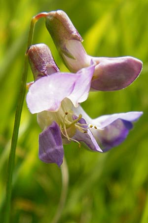 Lathyrus palustris \ Sumpf-Platterbse / Marsh Pea, D Gimbsheim 23.6.2014