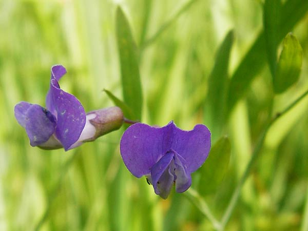 Lathyrus palustris \ Sumpf-Platterbse / Marsh Pea, D Gimbsheim 23.6.2014