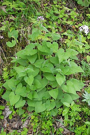 Lunaria rediviva \ Wildes Silberblatt, Wilde Mondviole / Perennial Honesty, D Pfronten 22.5.2009