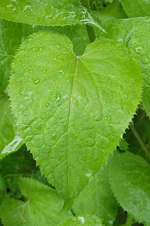 Lunaria rediviva \ Wildes Silberblatt, Wilde Mondviole / Perennial Honesty, D Pfronten 22.5.2009
