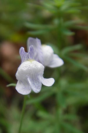 Linaria repens \ Gestreiftes Leinkraut / Pale Toadflax, D Odenwald, Oberflockenbach 12.9.2010