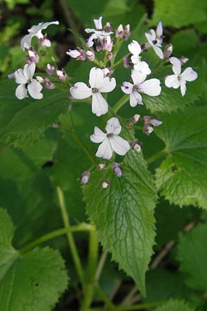 Lunaria rediviva \ Wildes Silberblatt, Wilde Mondviole / Perennial Honesty, D Donnersberg 3.5.2012