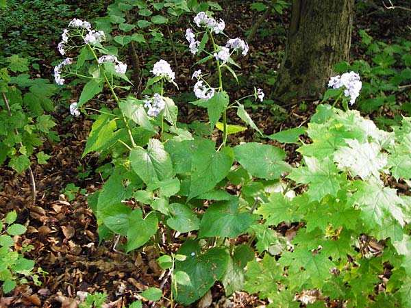 Lunaria rediviva \ Wildes Silberblatt, Wilde Mondviole / Perennial Honesty, D Geislingen a. d. Steige 4.5.2014