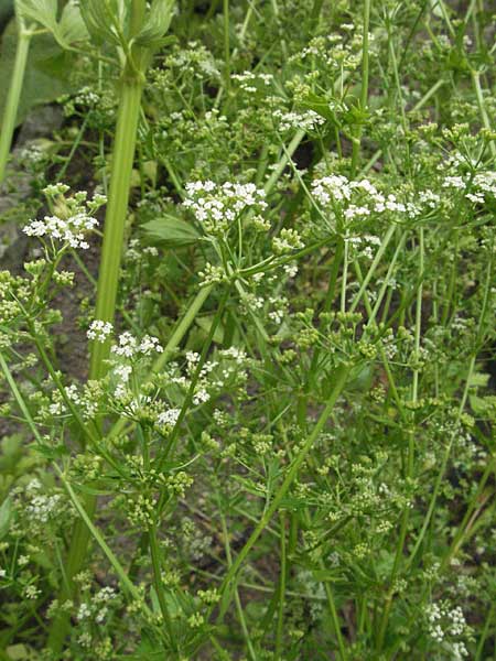 Levisticum officinale \ Liebstckel, Maggikraut / Lovage, D Lorsch 1.7.2007