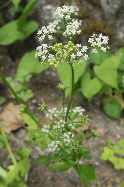 Levisticum officinale \ Liebstckel, Maggikraut / Lovage, D Lorsch 1.7.2007