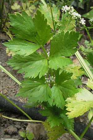 Levisticum officinale \ Liebstckel, Maggikraut / Lovage, D Lorsch 1.7.2007
