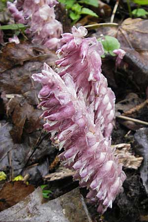 Lathraea squamaria \ Gewhnliche Schuppenwurz / Toothwort, D Günzburg 18.4.2009