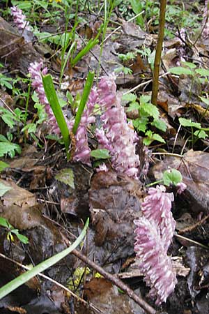 Lathraea squamaria \ Gewhnliche Schuppenwurz / Toothwort, D Günzburg 18.4.2009