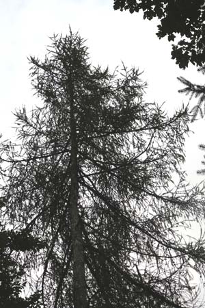 Larix x eurolepis \ Hybrid-L�rche / Hybrid Larch, Dunkeld Larch, D Eberbach 24.9.2014