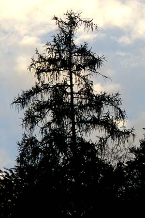 Larix x eurolepis \ Hybrid-L�rche / Hybrid Larch, Dunkeld Larch, D Eberbach 24.9.2014
