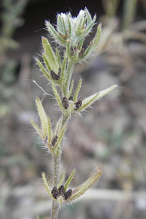Buglossoides arvensis subsp. arvensis \ Acker-Steinsame, Acker-Rindszunge / Field Gromwell, D Mannheim 15.5.2011