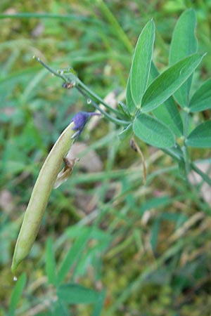 Lathyrus linifolius \ Berg-Platterbse / Bitter Vetchling, D Idar-Oberstein 21.5.2011