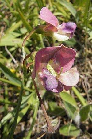 Lathyrus sylvestris \ Wald-Platterbse / Narrow-Leaved Flat Pea, D Türkismühle 3.6.2011