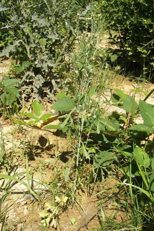 Lepidium sativum \ Garten-Kresse / Garden Cress, D Sinsheim 16.7.2011