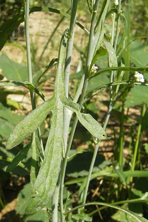 Lepidium sativum \ Garten-Kresse / Garden Cress, D Sinsheim 16.7.2011