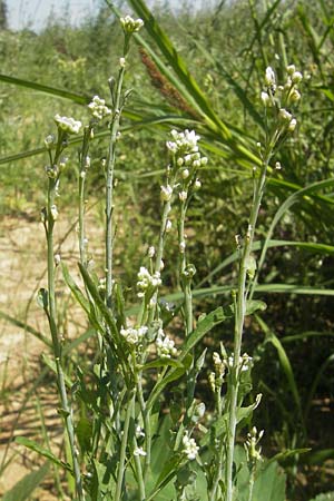 Lepidium sativum \ Garten-Kresse / Garden Cress, D Sinsheim 16.7.2011