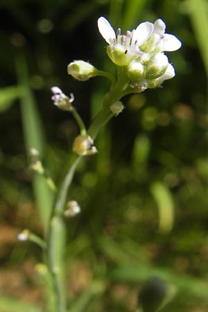 Lepidium sativum \ Garten-Kresse / Garden Cress, D Sinsheim 16.7.2011