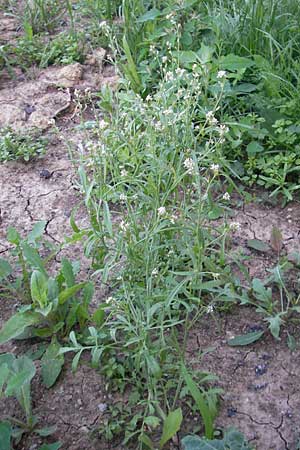 Lepidium sativum \ Garten-Kresse / Garden Cress, D Sinsheim 16.7.2011