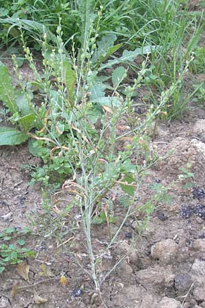 Lepidium sativum \ Garten-Kresse / Garden Cress, D Sinsheim 16.7.2011