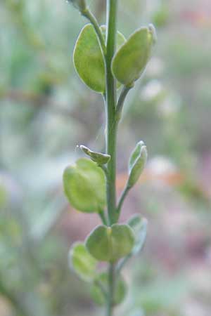 Lepidium sativum \ Garten-Kresse / Garden Cress, D Sinsheim 16.7.2011