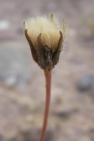 Leontodon saxatilis \ Nickender Lwenzahn / Lesser Hawkbit, Hairy Hawkbit, D Heidelberg 21.7.2012