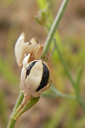 Linaria supina \ Niedriges Leinkraut / Prostrate Toadflax, D Kehl 28.7.2012
