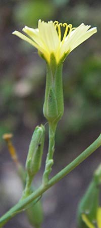 Lactuca quercina \ Eichen-Lattich / Oak-Leaved Lettuce, Wild Lettuce, D Thüringen, Drei Gleichen 6.8.2013