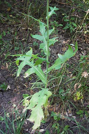 Lactuca quercina \ Eichen-Lattich / Oak-Leaved Lettuce, Wild Lettuce, D Thüringen, Drei Gleichen 6.8.2013