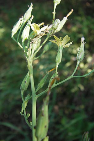 Lactuca quercina \ Eichen-Lattich / Oak-Leaved Lettuce, Wild Lettuce, D Thüringen, Drei Gleichen 6.8.2013