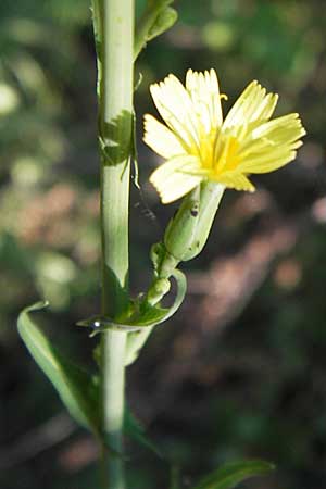 Lactuca quercina \ Eichen-Lattich / Oak-Leaved Lettuce, Wild Lettuce, D Thüringen, Drei Gleichen 6.8.2013