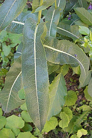 Lactuca virosa \ Gift-Lattich / Great Lettuce, D Thüringen, Drei Gleichen 6.8.2013