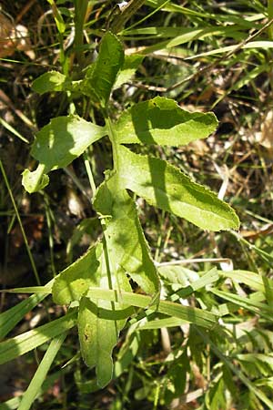 Lactuca quercina \ Eichen-Lattich / Oak-Leaved Lettuce, Wild Lettuce, D Thüringen, Drei Gleichen 6.8.2013
