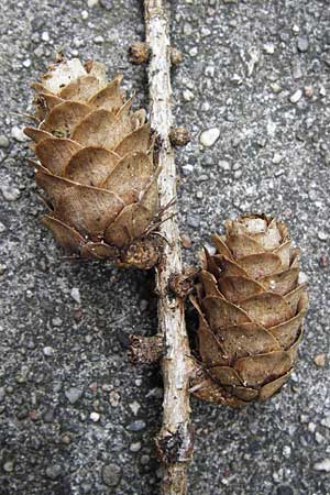 Larix x eurolepis \ Hybrid-L�rche / Hybrid Larch, Dunkeld Larch, D Eberbach 25.9.2014