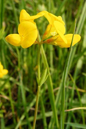 Lotus tenuis \ Schmalblttriger Hornklee, Salz-Hornklee / Narrow-Leaf Bird's-Foot Trefoil, D Münzenberg 26.7.2014