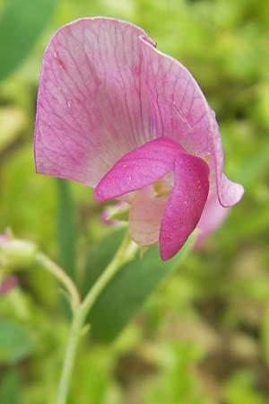 Lathyrus tuberosus \ Knollen-Platterbse / Tuberous Pea, D Nördlingen 8.6.2012