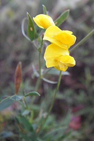 Lathyrus pratensis \ Wiesen-Platterbse / Meadow Vetchling, D Groß-Umstadt 22.9.2012