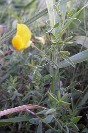 Lathyrus pratensis \ Wiesen-Platterbse / Meadow Vetchling, D Groß-Umstadt 22.9.2012