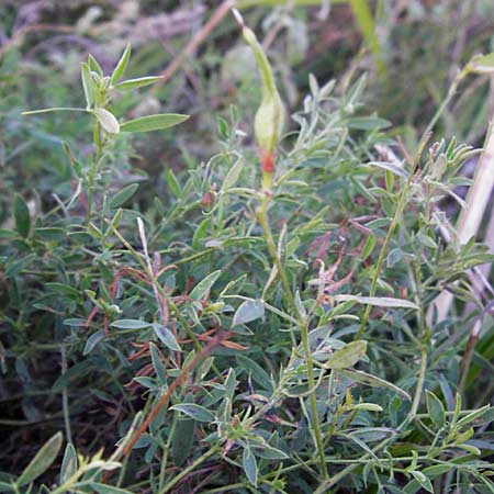 Lathyrus pratensis \ Wiesen-Platterbse / Meadow Vetchling, D Groß-Umstadt 22.9.2012