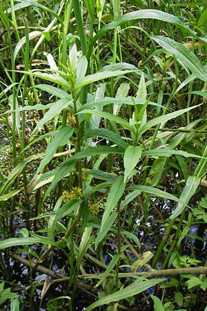 Lysimachia thyrsiflora \ Straubltiger Gilb-Weiderich / Tufted Loosestrife, D Ochsenbach 22.6.2013