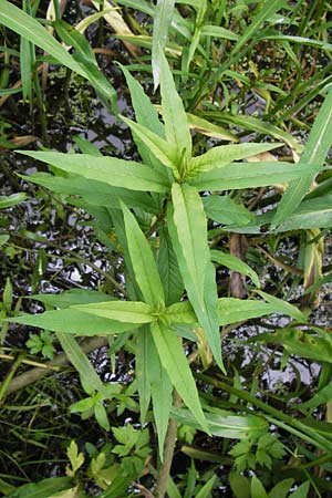 Lysimachia thyrsiflora \ Straubltiger Gilb-Weiderich / Tufted Loosestrife, D Ochsenbach 22.6.2013