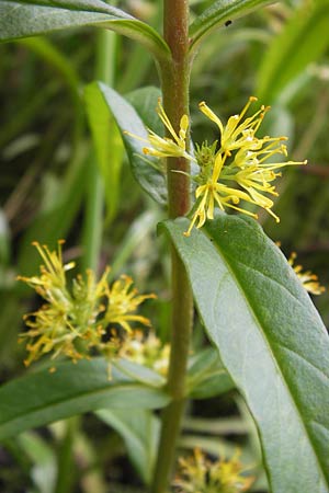 Lysimachia thyrsiflora \ Straubltiger Gilb-Weiderich / Tufted Loosestrife, D Ochsenbach 22.6.2013