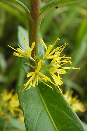 Lysimachia thyrsiflora \ Straubltiger Gilb-Weiderich / Tufted Loosestrife, D Ochsenbach 22.6.2013