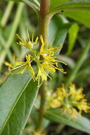 Lysimachia thyrsiflora \ Straubltiger Gilb-Weiderich / Tufted Loosestrife, D Ochsenbach 22.6.2013
