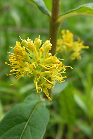 Lysimachia thyrsiflora \ Straubltiger Gilb-Weiderich / Tufted Loosestrife, D Ochsenbach 22.6.2013
