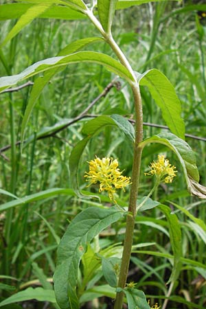 Lysimachia thyrsiflora \ Straubltiger Gilb-Weiderich / Tufted Loosestrife, D Ochsenbach 22.6.2013