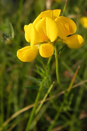 Lotus tenuis \ Schmalblttriger Hornklee, Salz-Hornklee / Narrow-Leaf Bird's-Foot Trefoil, D Offenbach am Main 2.7.2013